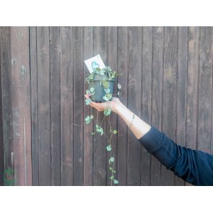 Lampášik (Ceropegia woodii) - výška 10 cm, Ø 30-40 cm, kont. C1L